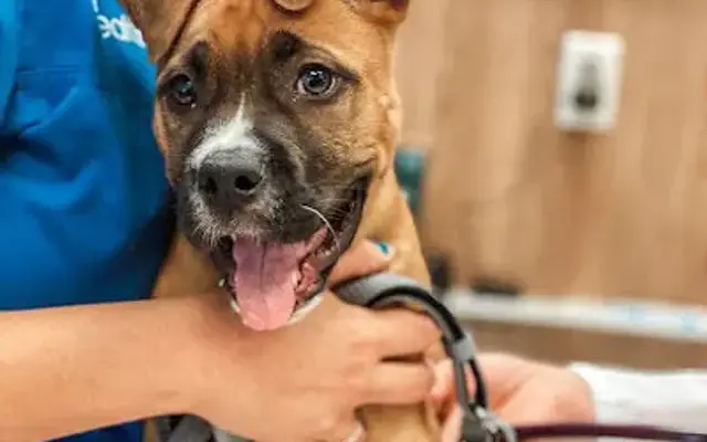 Pet Health Animal Hospital in Las Vegas, NV