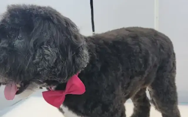 THE TRAVELING GROOMERS LLC. in Redmond, WA