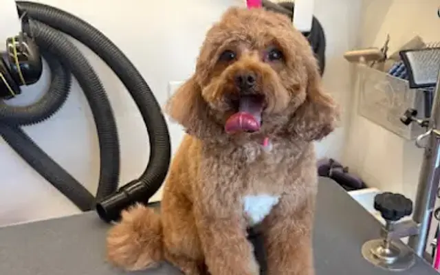 Furry Land Mobile Grooming Boston & Manchester in North Reading, MA
