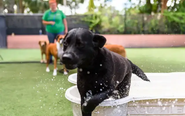 The Bark Park in Stuart, FL