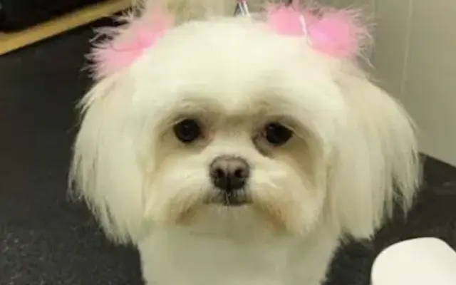 K9 Kutz Dog Grooming in Lombard, IL