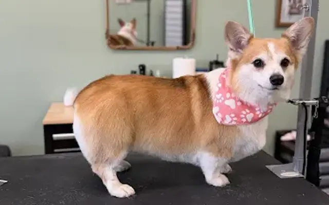Fir and Fur Dog Grooming in Longview, WA