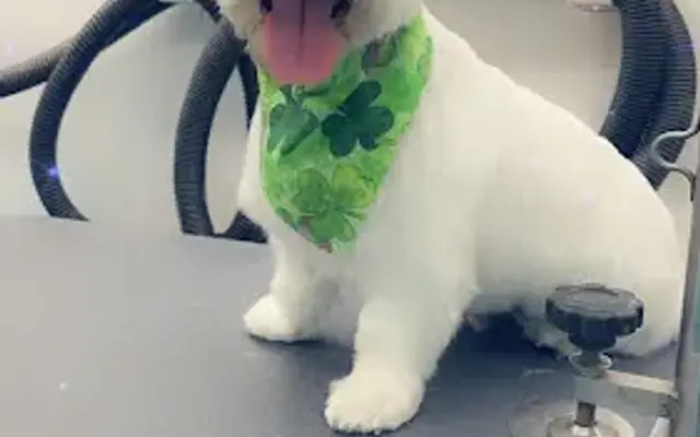 Park N Bark Mobile Grooming in Montgomery, TX