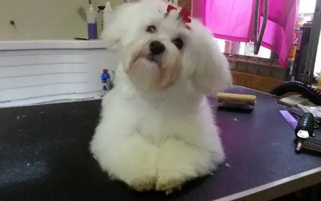 Bubbles & Bones Grooming in Richlands, NC