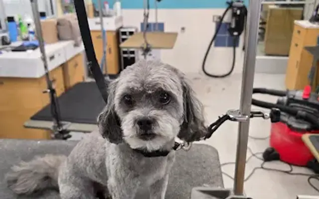 Sunshine Pet Services LLC in Harleysville, PA