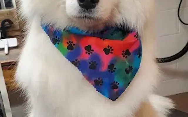 Rachel Brummel Pet Stylist in Zeeland, MI