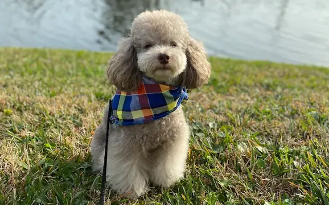 Pawgrass Dog Spa in Ponte Vedra Beach, FL