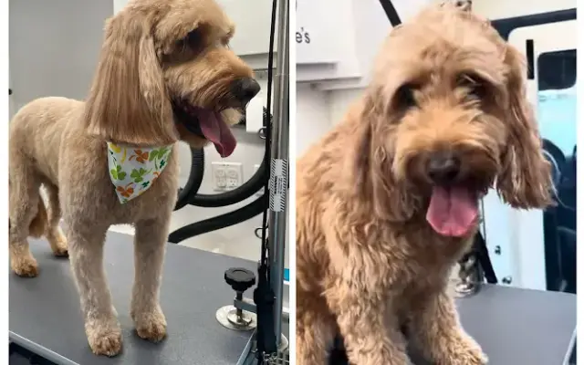 Mahriah’s In Home Pet Spa in Hydes, MD