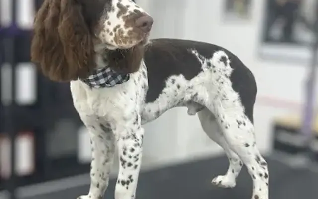 Riley’s Place Dog Grooming in Grand Saline, TX