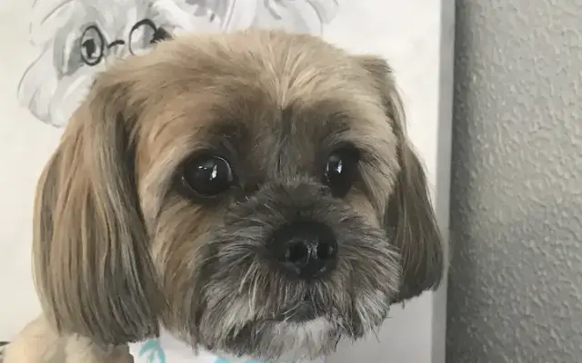 PawLeashed Pet Salon in McMurray, PA