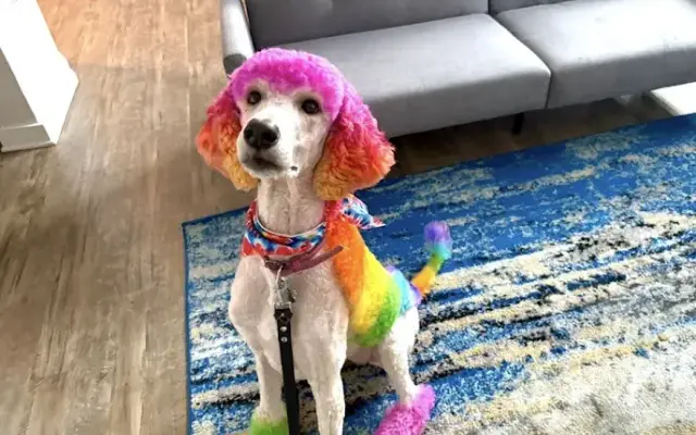 Odd DOGZ Grooming and pet sitting in Columbia, SC