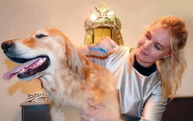 Mobile Dog Grooming of Simi Valley Thousand Oaks in Thousand Oaks, CA