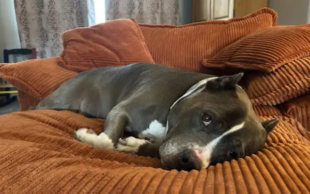 Troutman Kutz-N-Kennels in Shreve, OH