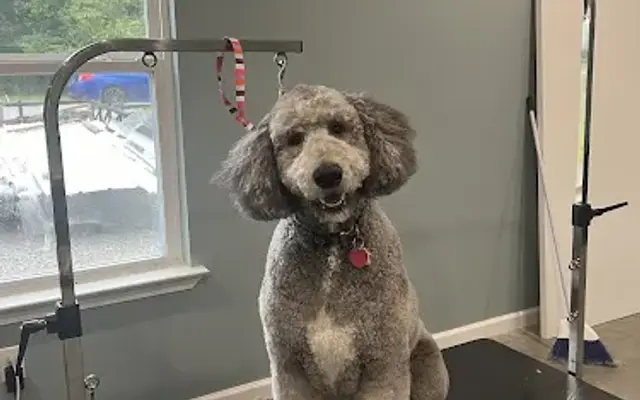 Paw-Paw’s Grooming Salon in McEwen, TN
