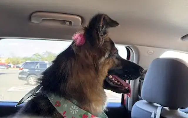 PetSmart Grooming in Brandon, FL