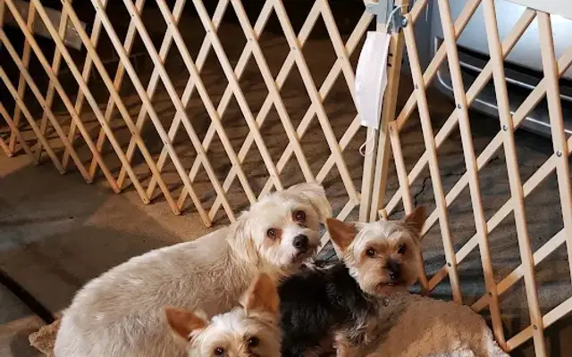 Needham Animal Hospital in Wilmington, NC