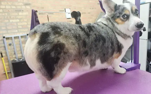 Destined to be Groomed in Chicago, IL