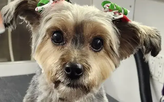 Wunderful Tails Mobile Pet Salon LLC in Randolph, NJ