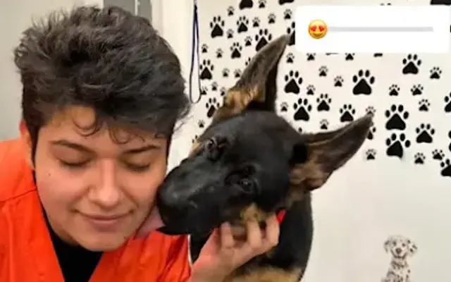 GROOMING MY BABY DOG SWFL in Naples, FL