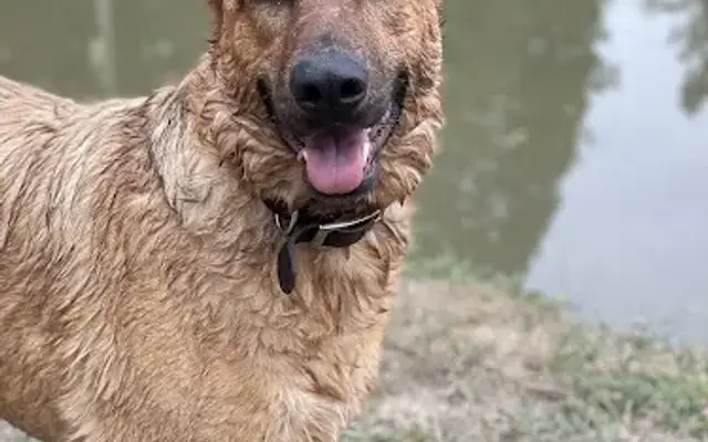 Dogfather K9 Connections in Santa Rosa, CA