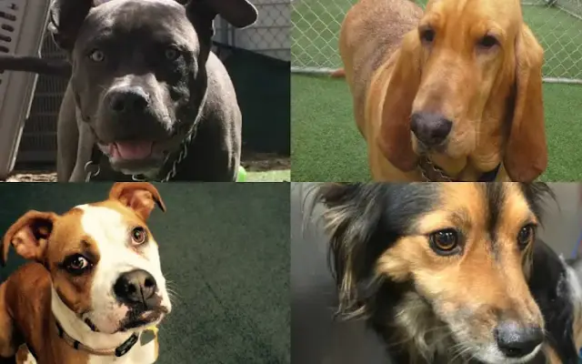 Dogs Best Friend Inc in Southern Pines, NC