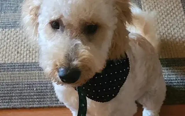 J's Pet Grooming in Edmore, MI