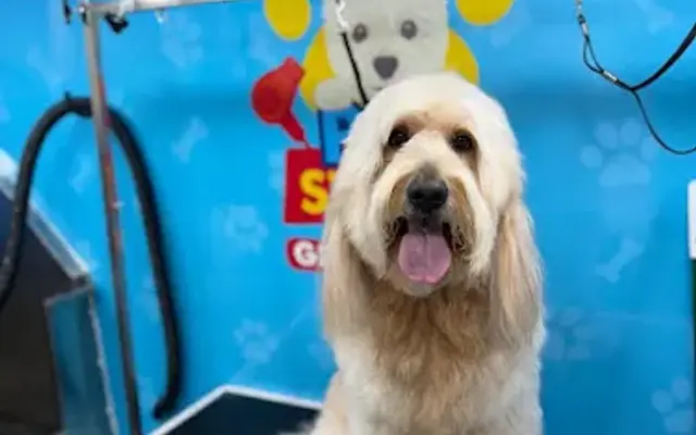 PetStory Grooming - Mobile Pet Dog Grooming in Southwest Ranches, FL