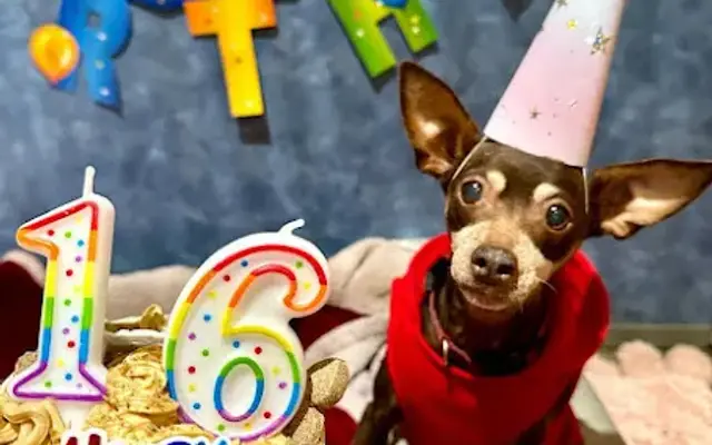Dog on Fun in Covina, CA