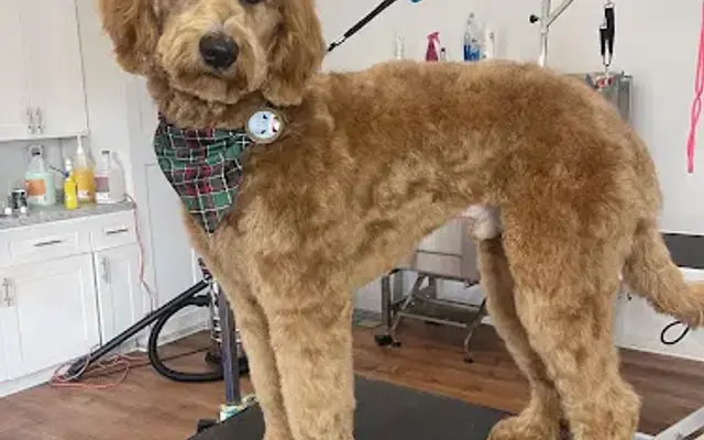 Hi Pet Grooming LLC in Katy, TX