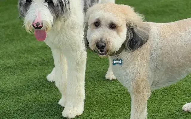 Barkgata Luxury Dog Hotel, Daycare & Spa in Farmingdale, NY
