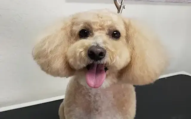 Your Pets Dog & Cat Grooming in Grass Valley, CA