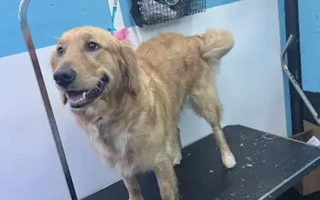 Krissys Mobile Dog Grooming in El Paso, TX
