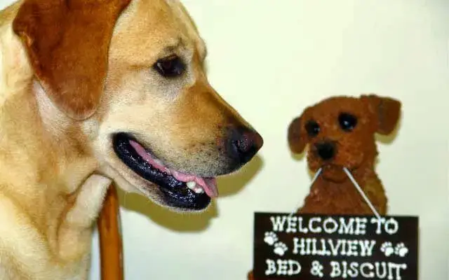 Hillview Veterinary Clinic / Bed & Biscuit in Reynoldsburg, OH