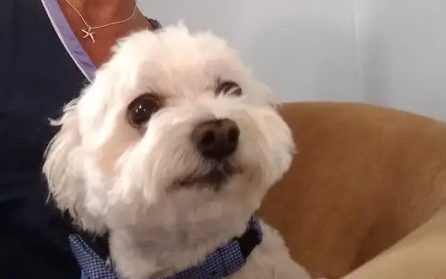 Grubby Paws Dog Grooming in Bryson City, NC