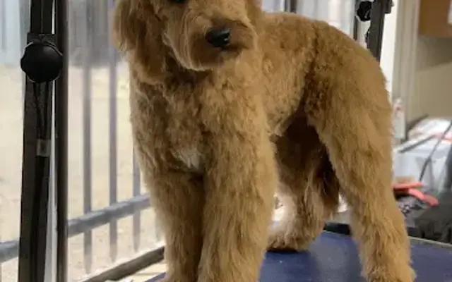 Spunky Puppy Grooming in Carson City, NV