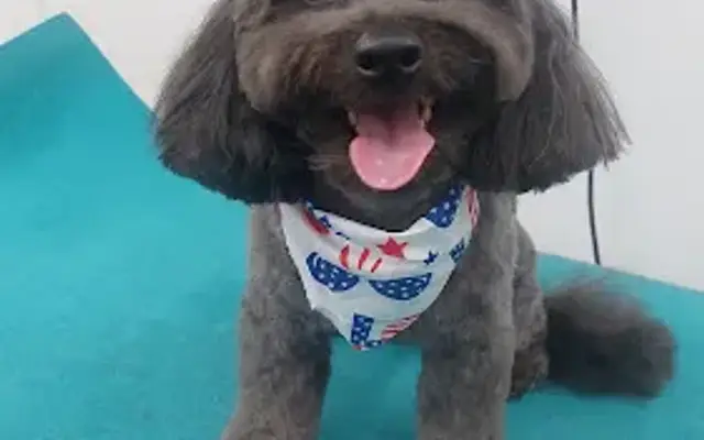 Miss Kim's Mobile Pet Grooming LLC in Lexington, SC
