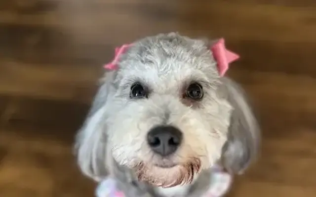 Hollywoof Dog Grooming in Burbank, CA