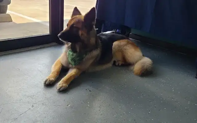 Basic Animal Care LLC. in Houston, TX