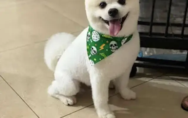 Gallant Style Pet Grooming in Miami, FL