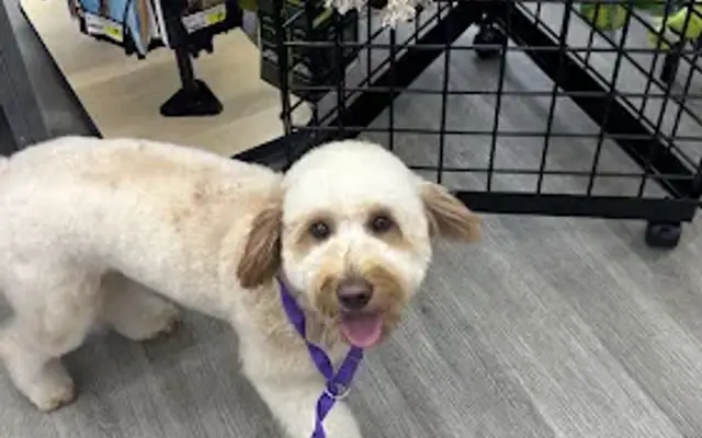 Pet Supplies Plus Glenarden Grooming in Glenarden, MD