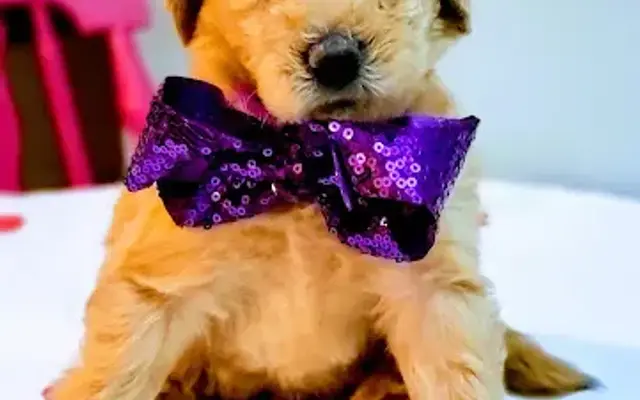 Rapid Relief Pet Grooming in Fruitport, MI