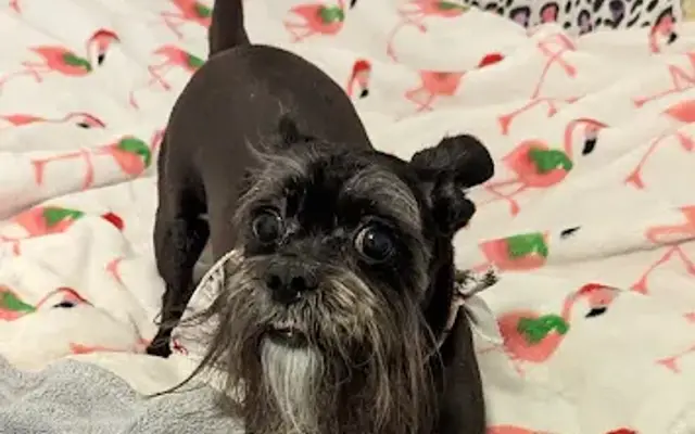 PG Grooming in Grant, OK