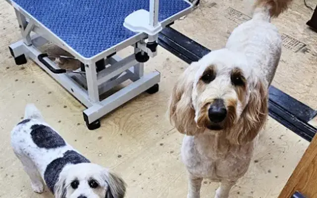 Trinity Boarding and Grooming in Russell Springs, KY