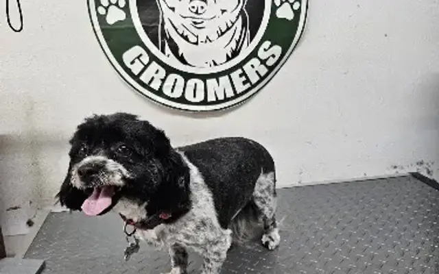 Starbarks Groomers in Carson, CA