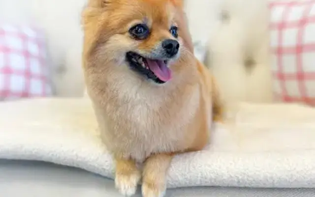 Enchanted Pet Grooming Salon in Chino, CA