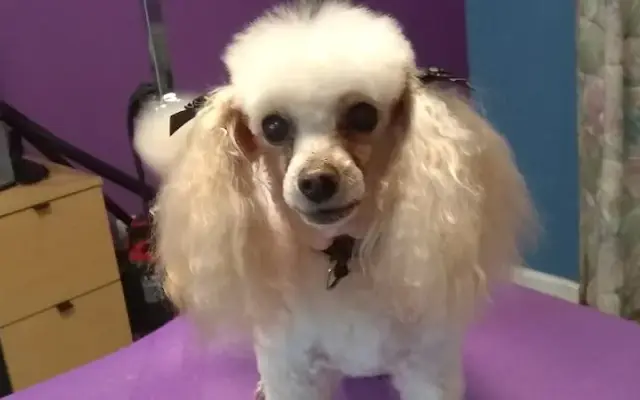 Dogs Paradise Grooming LLC in Fort Walton Beach, FL