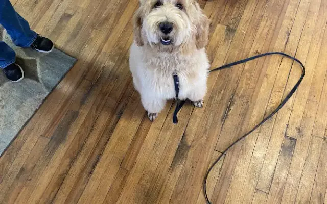K9 Pizazz in Fort Worth, TX