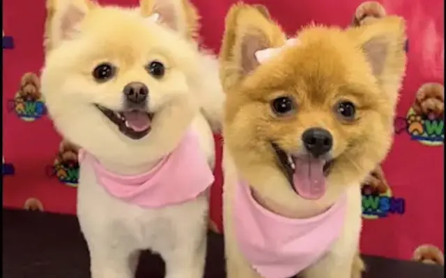 Pawsh Pet Grooming & Daycare- Mission, Tx in Mission, TX