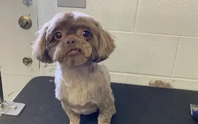 Allstar Pet Spaw in Ontario, CA