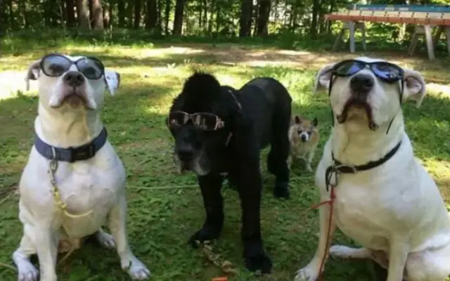 DaMay Pet Care in Lunenburg, MA